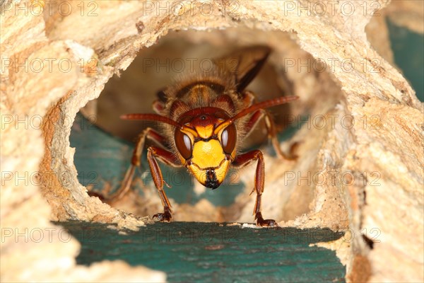 Hornet (Vespa crabro)