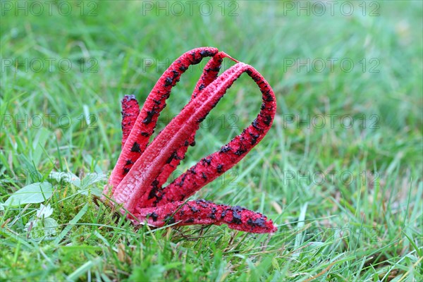 Octopus stinkhorn (Anthurus archeri)