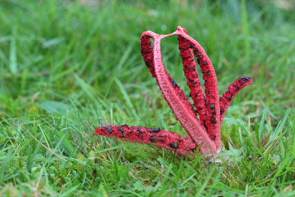 Octopus stinkhorn (Anthurus archeri)