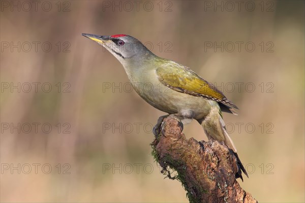 Grey-headed or grey-faced woodpecker (Picus canus)