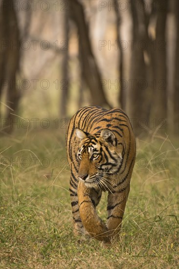 Wild Bengal Tiger or Indian Tiger (Panthera tigris tigris) stalking in the forest