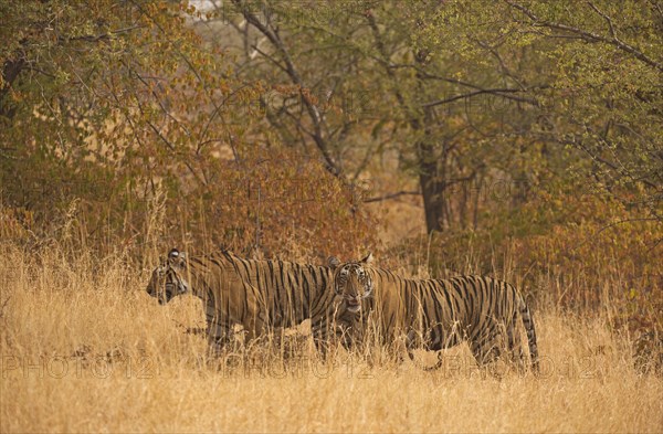 Two wild Bengal Tigers or Indian Tigers (Panthera tigris tigris)