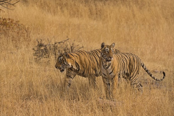 Two wild Bengal Tigers or Indian Tigers (Panthera tigris tigris)