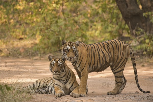 Two wild Bengal Tigers or Indian Tigers (Panthera tigris tigris)