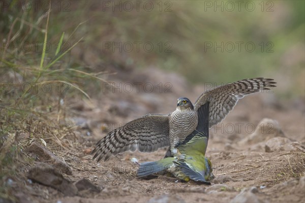 Eurasian Sparrowhawk