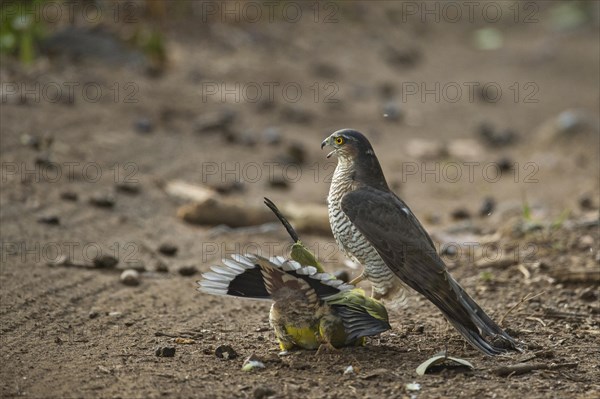 Eurasian Sparrowhawk