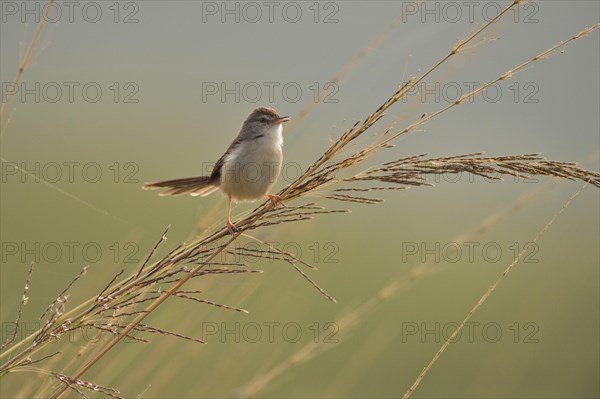White-browed Wren-Warbler or Plain Prinia (Prinia inornata) roosting on a blade of tall grass