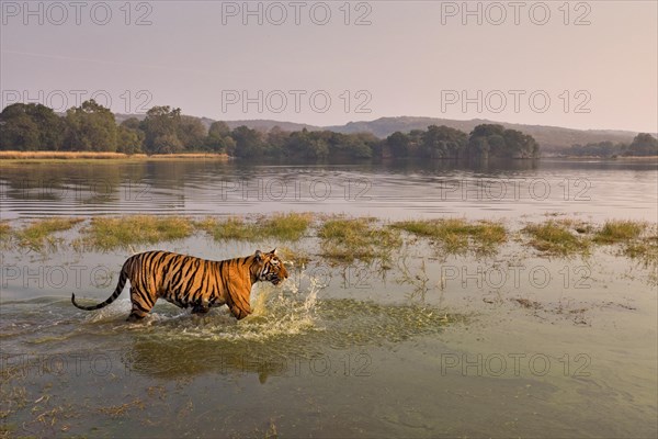 Wild Bengal Tiger or Indian Tiger (Panthera tigris tigris) wading in the water of the Raj Bagh Lake