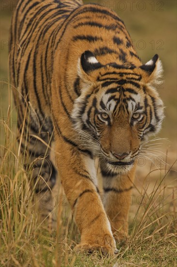 Wild Bengal Tiger or Indian Tiger (Panthera tigris tigris) stalking through dry grass