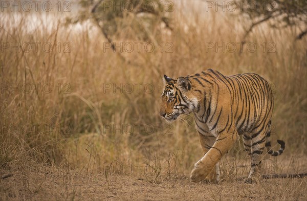 Wild Bengal Tiger or Indian Tiger (Panthera tigris tigris) stalking in the dry grass