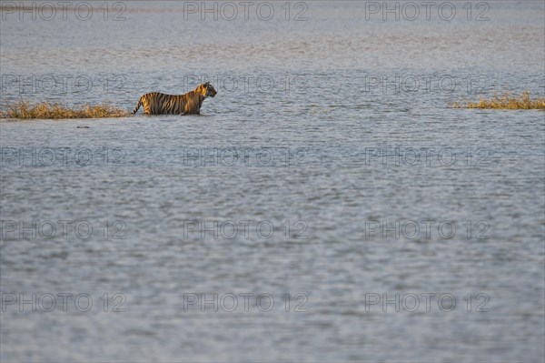 Wild Bengal Tiger or Indian Tiger (Panthera tigris tigris) wading in the water of the Raj Bagh Lake