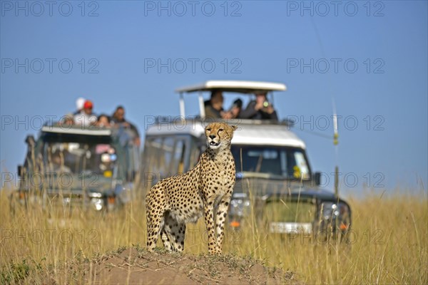 Cheetah (Acinonyx jubatus) looking out while standing on a termite mound