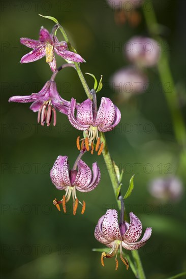 Martagon lily or Turk's cap lily (Lilium martagon)