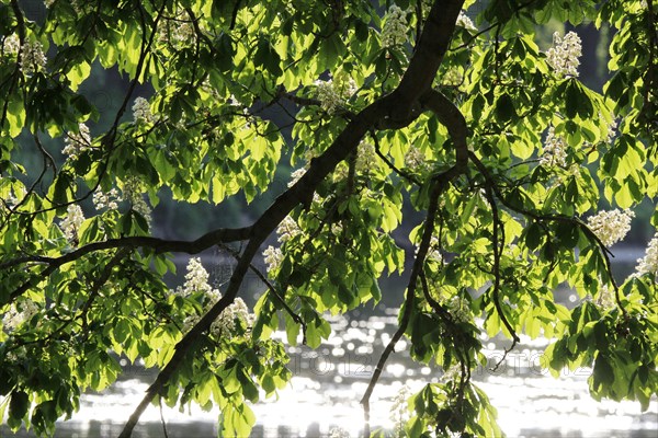 Blossoming Horse Chestnut (Aesculus carnea)