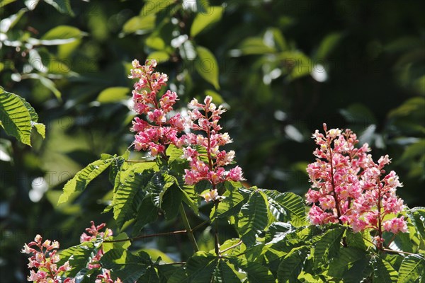 Blossoming Horse Chestnut (Aesculus carnea)