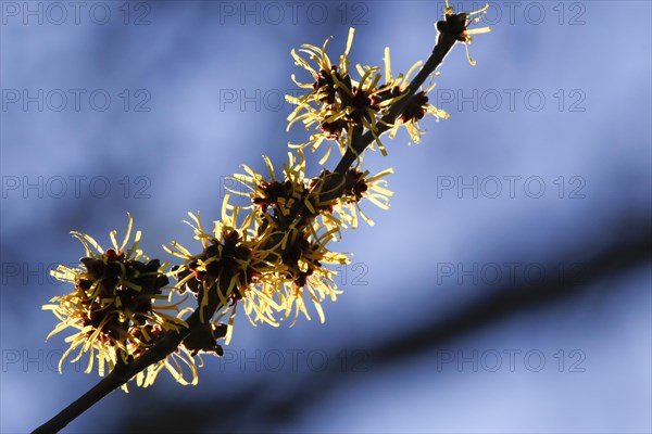 Blooming witch hazel (Hamamelis intermedia)