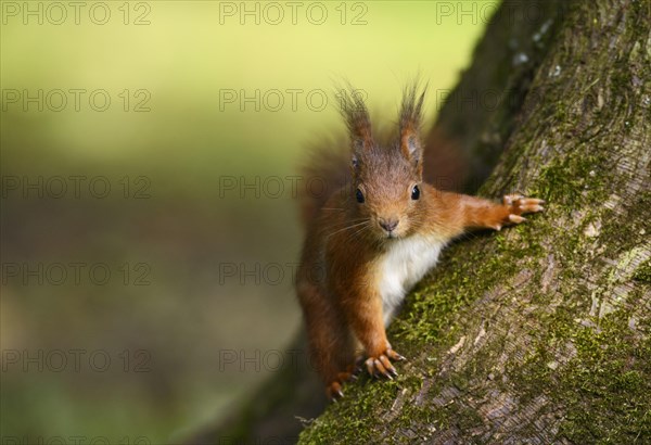 Squirrel (Sciurus vulgaris)