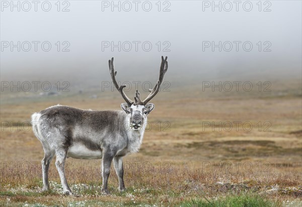 Svalbard Reindeer (Rangifer tarandus platyrhynchus)