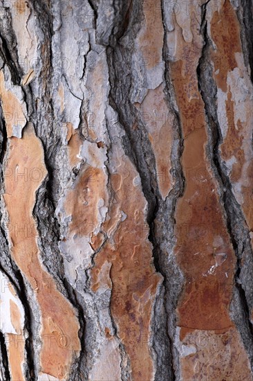 Bark of a pine tree (Pinus pinea)