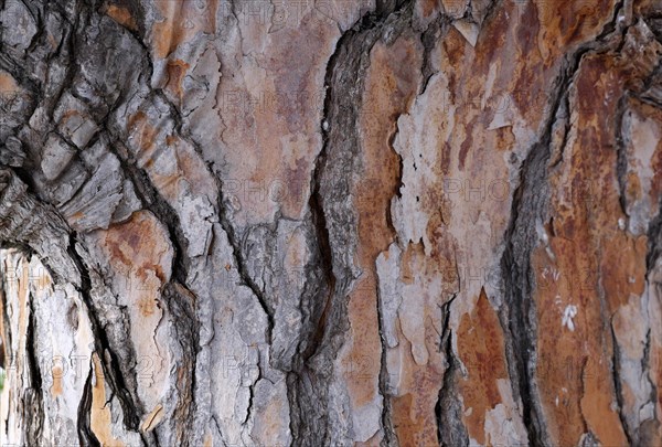 Bark of a pine tree (Pinus pinea)