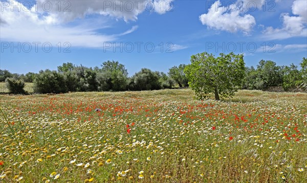 Flowers in meadow