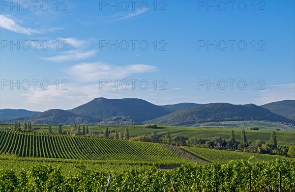 View across vineyards towards Palatinate Forest