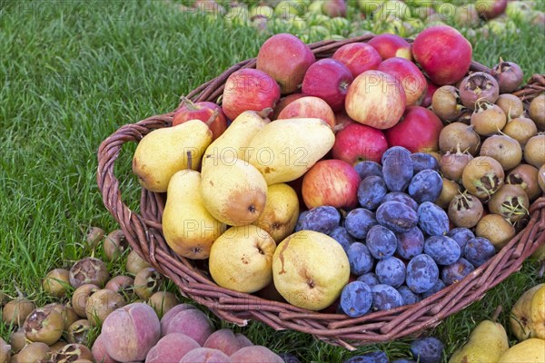 Basket with fruits