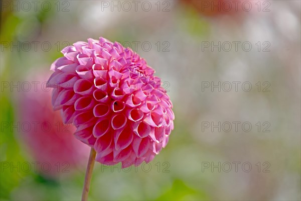 Pink pompon dahlia (Dahlia sp.)