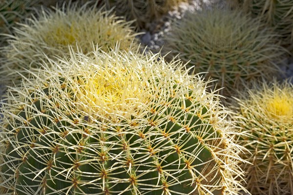 Golden barrel cactus