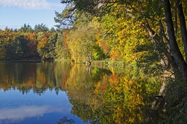 Autumn trees by mill pond