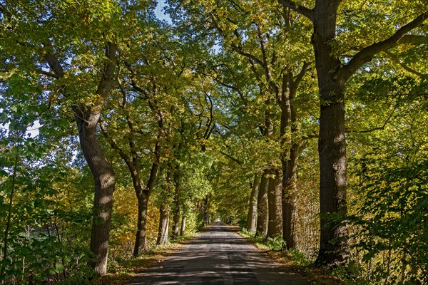 Oak alley