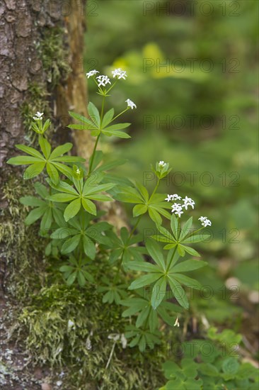 Woodruff (Galium oduratum)