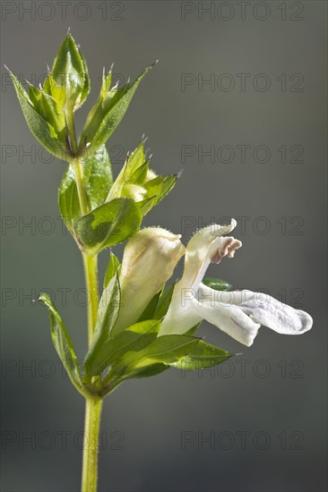 Basil Ziest (Stachyis ocymastrum)