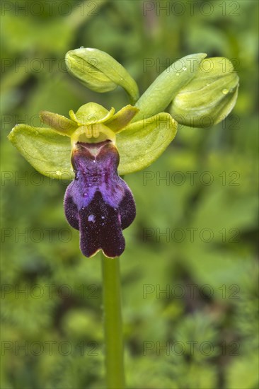 Eleonora orchid (Ophrys eleonorae)