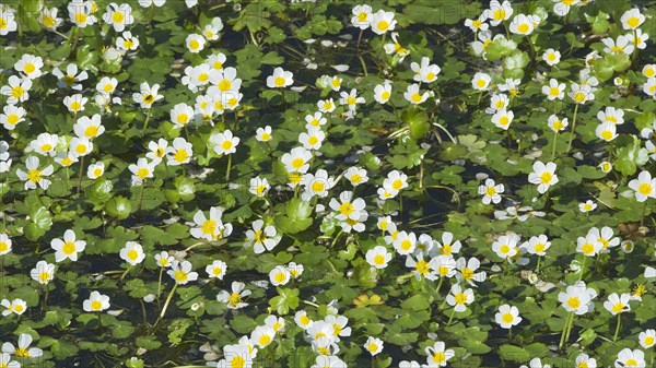 River water-crowfoot(Ranunculus fluitans) San Nicolo d'Arcidano