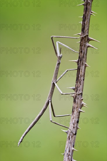 French Stick Insect (Clonopsis gallica)