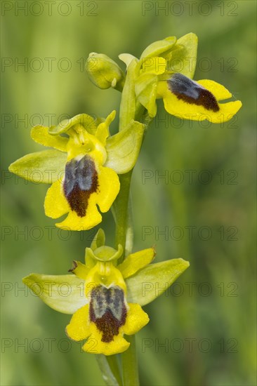 Yellow Bee-orchid (Ophrys lutea)