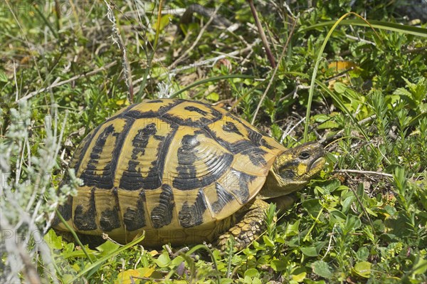 Hermann's Tortoise (Testudo hermanni)