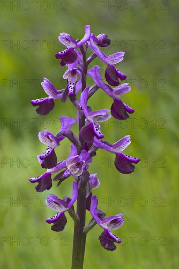 Long-spurred Orchid (Orchis longicornu) S'Ena Arrubia