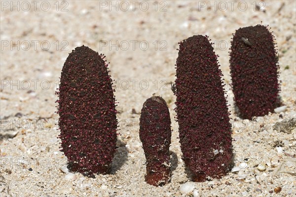 Maltese fungus or Maltese mushroom (Cynomorium coccineum)