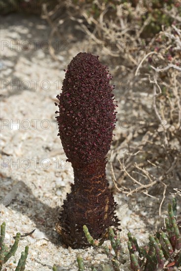 Maltese fungus or Maltese mushroom (Cynomorium coccineum)