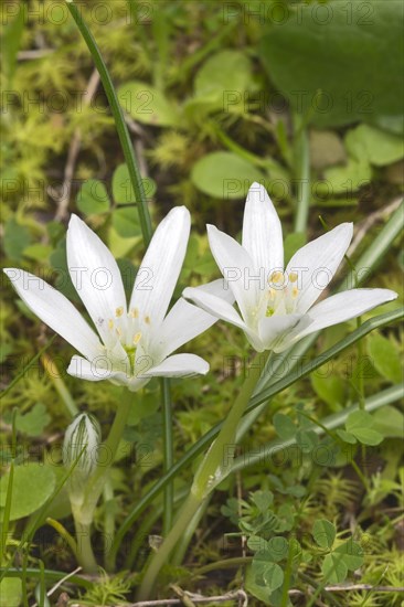 Star of Bethlehem (Ornithogalum ssp.)