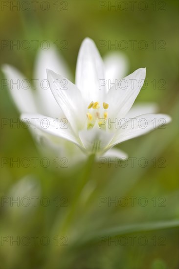 Star of Bethlehem (Ornithogalum ssp.)