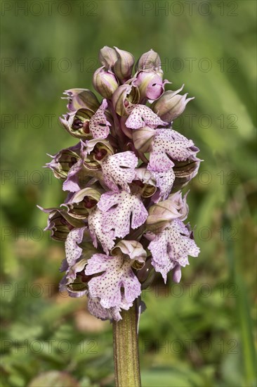 Milk White Orchid (Orchis lactea)