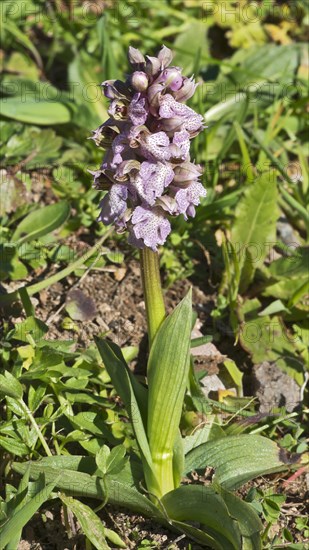 Milky White Orchid (Orchis lactea)