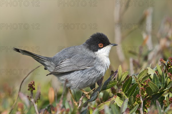 Sardinian Warbler (Sylvia melanocephala) sitting on bush