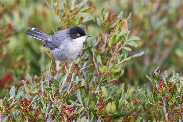 Sardinian Warbler (Sylvia melanocephala) sitting on bush