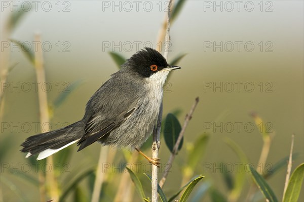 Sardinian Warbler (Sylvia melanocephala)