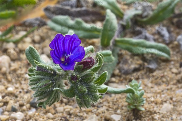 Echium Sabulicola (Echium Sabulicola)