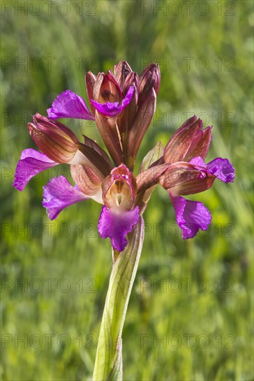 Butterfly orchid (Anacamptis papilionacea)